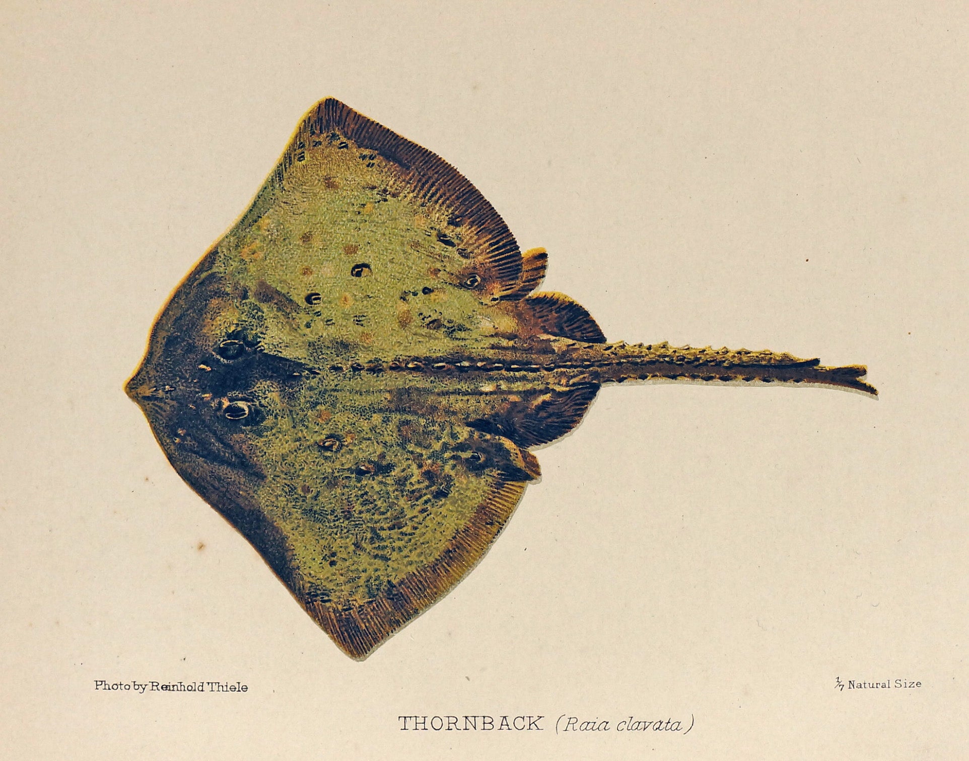 Thornback Ray Fish Antique Chromolithograph - Authentic Vintage Antique Print