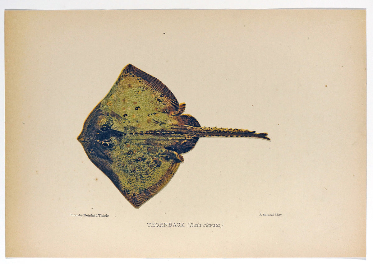 Thornback Ray Fish Antique Chromolithograph - Authentic Vintage Antique Print