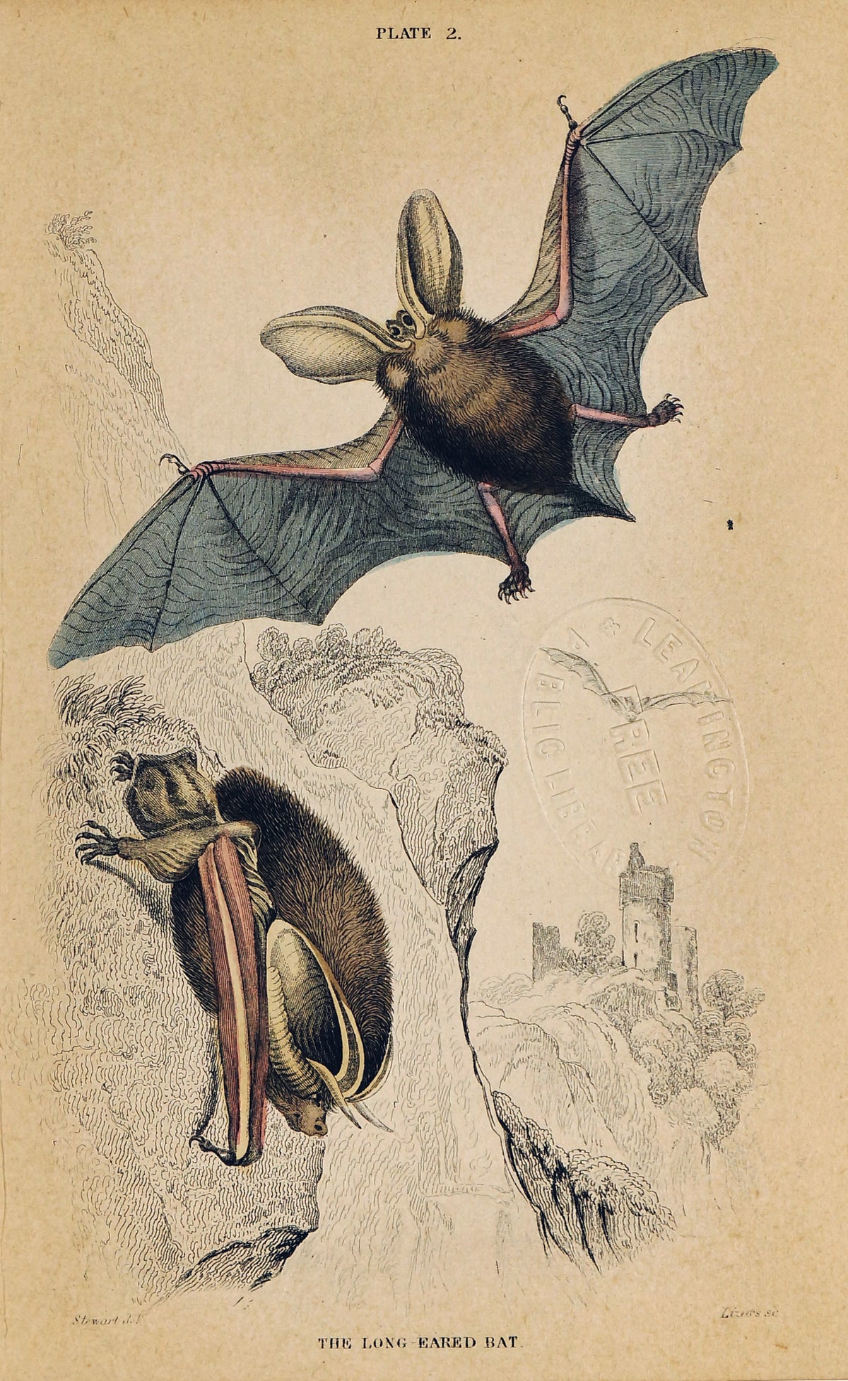 Long-Eared Bat, Hand-Colored Antique Print - Authentic Vintage Poster