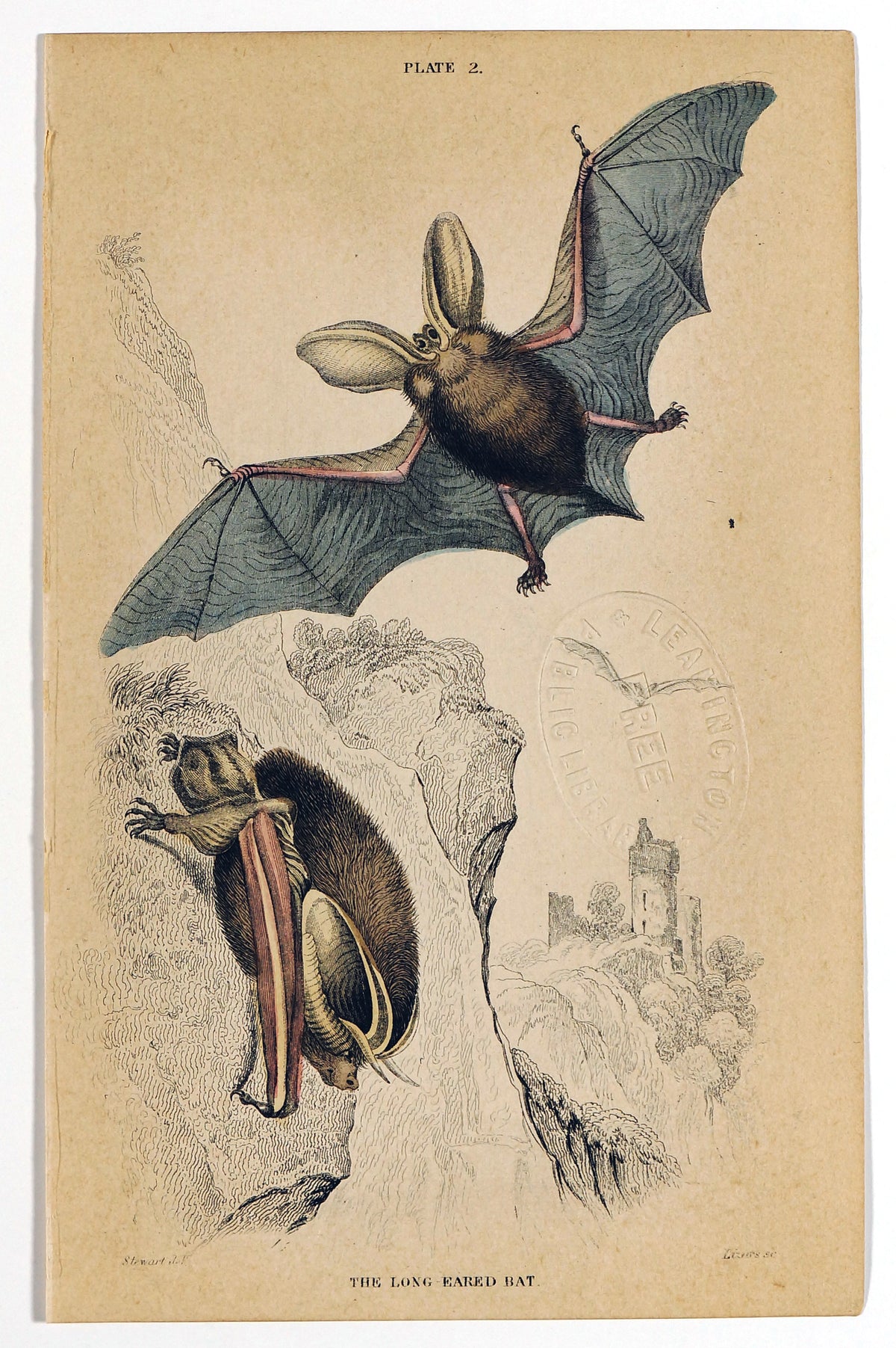 Long-Eared Bat, Hand-Colored Antique Print - Authentic Vintage Poster