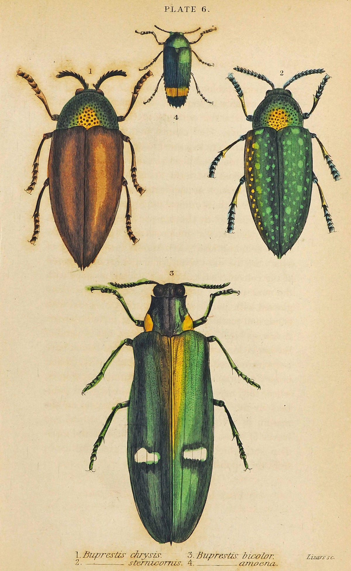 Jewel Buprestis Beetles, Hand Colored Engraving - Authentic Vintage Poster