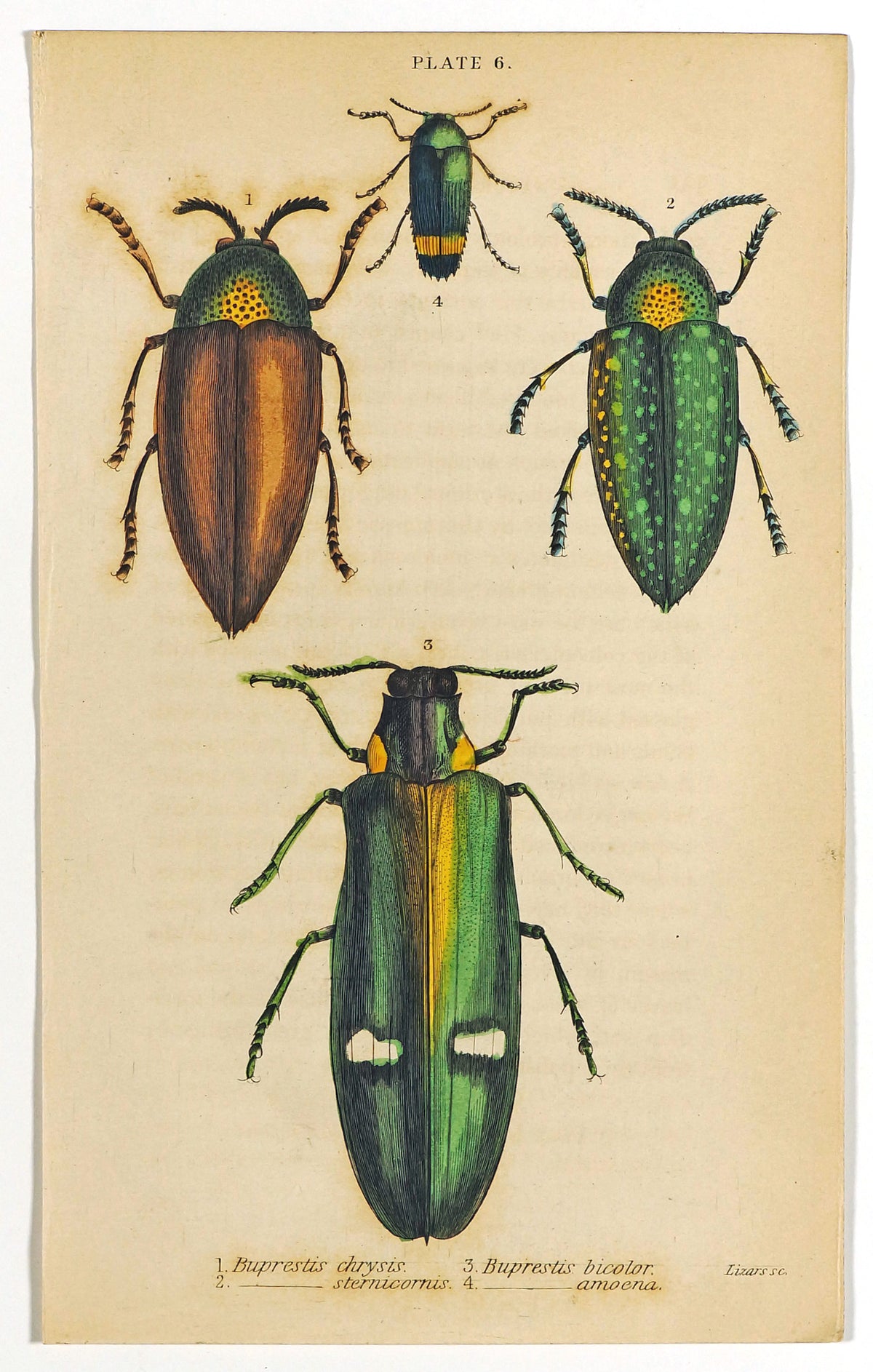 Jewel Buprestis Beetles, Hand Colored Engraving - Authentic Vintage Poster