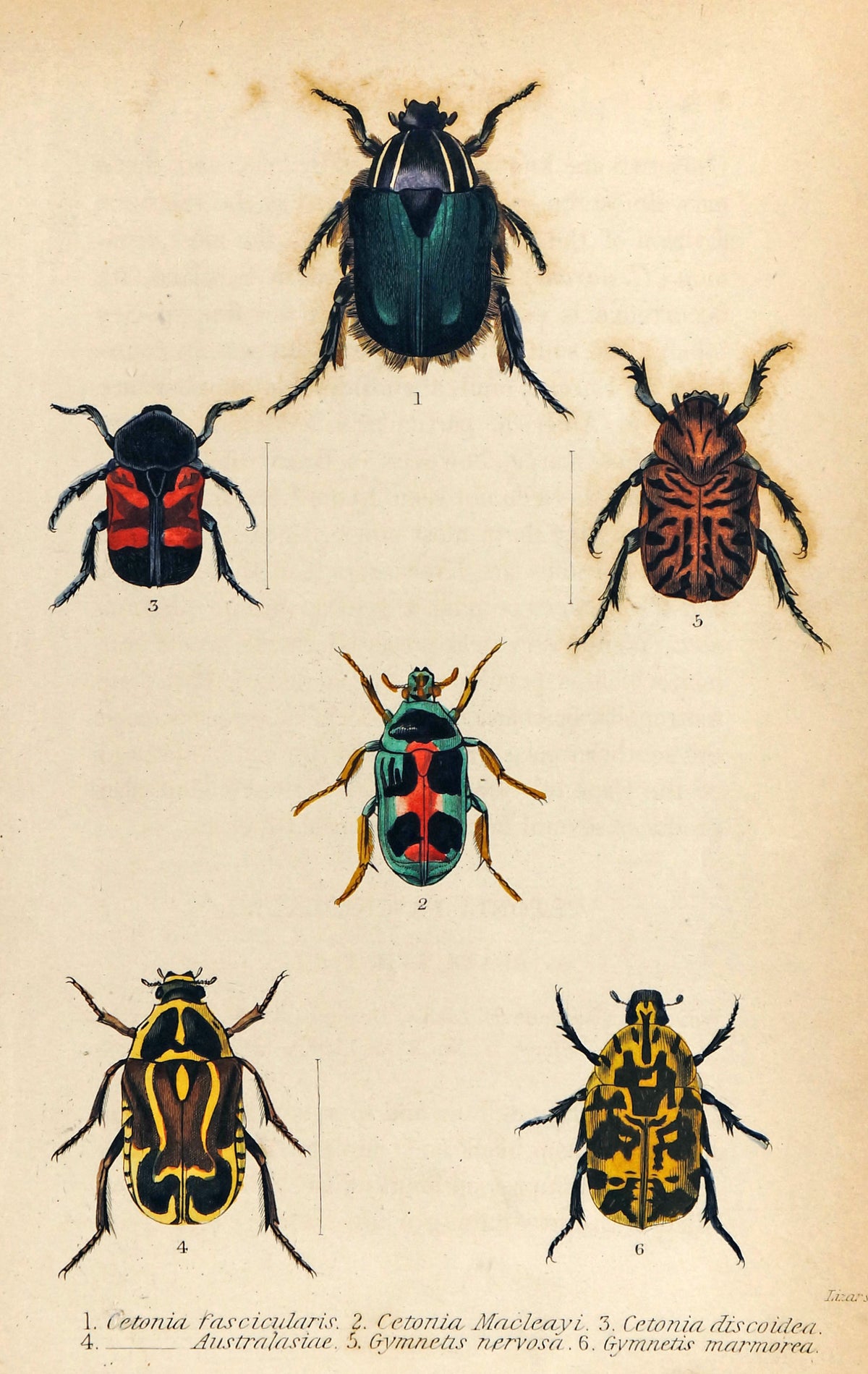 Cetonia Scarabaeidae Beetles, Hand Colored Antique Print - Authentic Vintage Poster