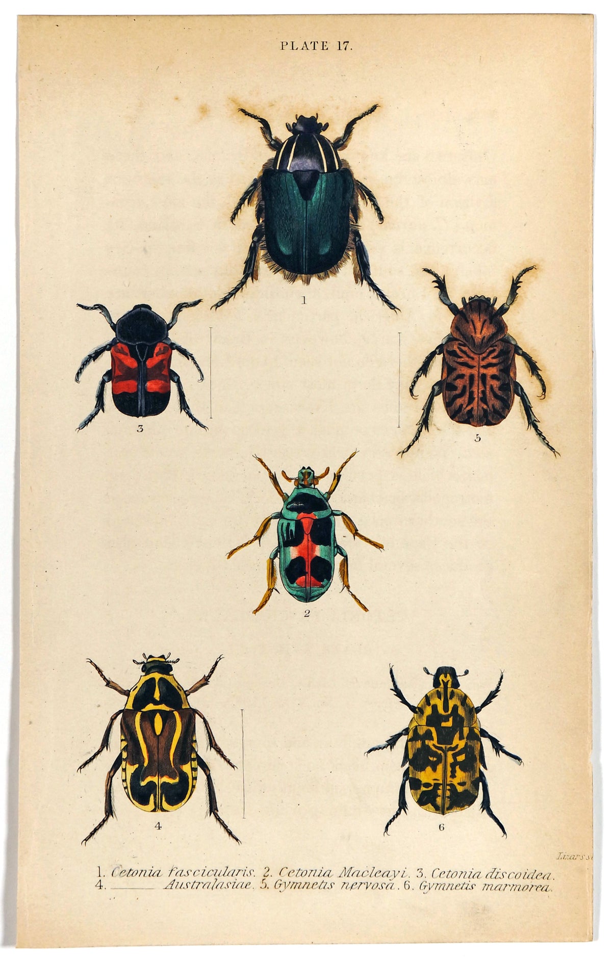 Cetonia Scarabaeidae Beetles, Hand Colored Antique Print - Authentic Vintage Poster