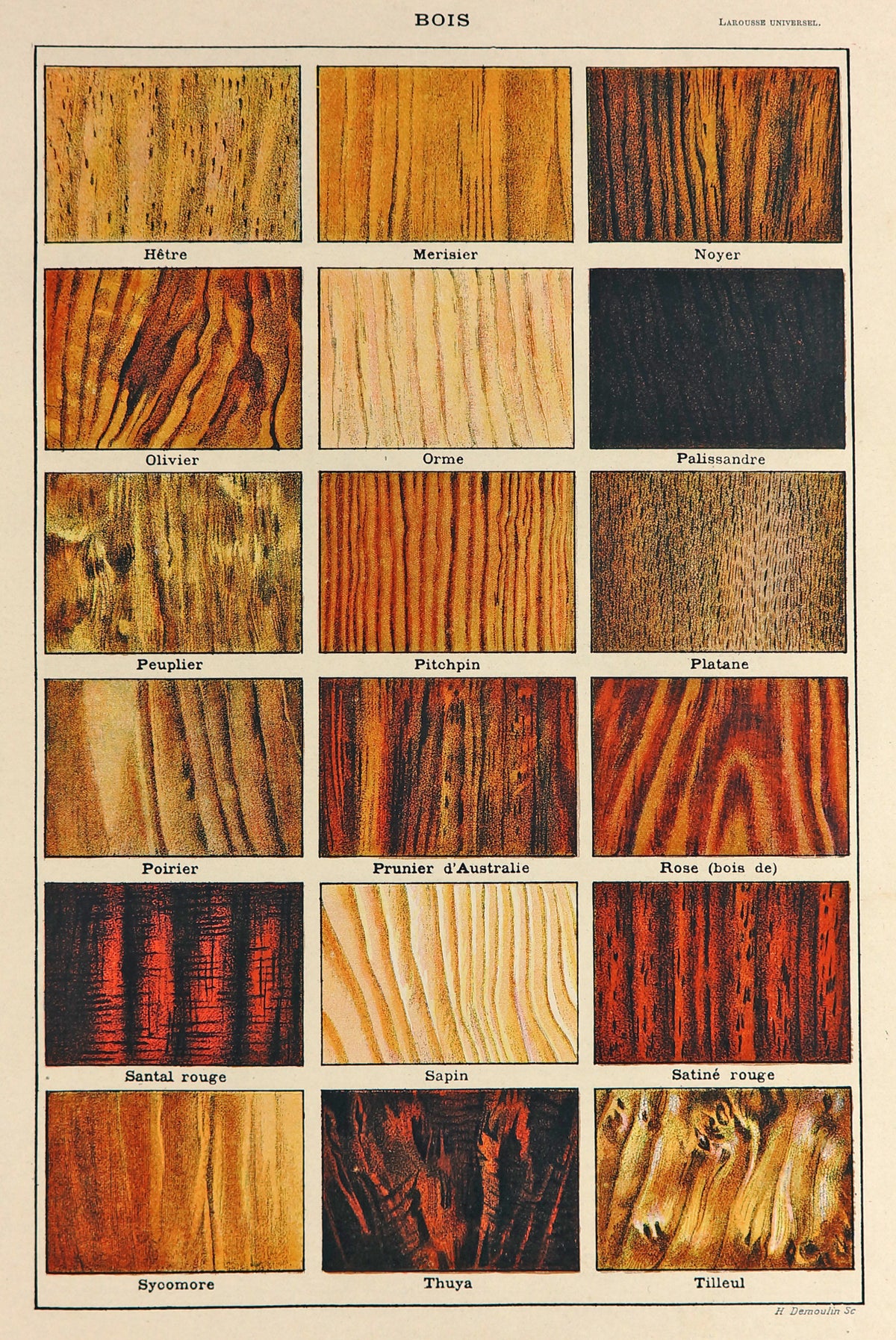 Wood Types, Timber, Carpentry, Antique Chromolithograph - Authentic Vintage Antique Print