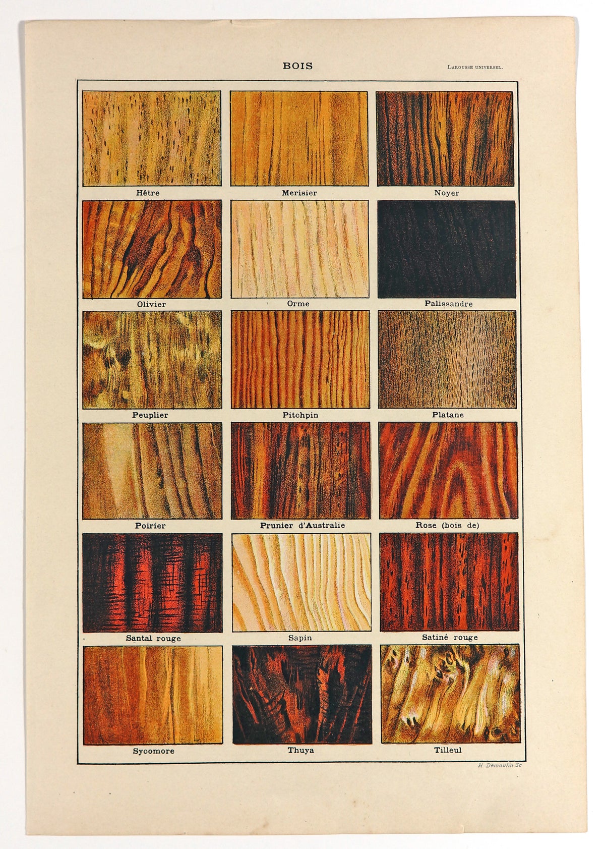 Wood Types, Timber, Carpentry, Antique Chromolithograph - Authentic Vintage Antique Print