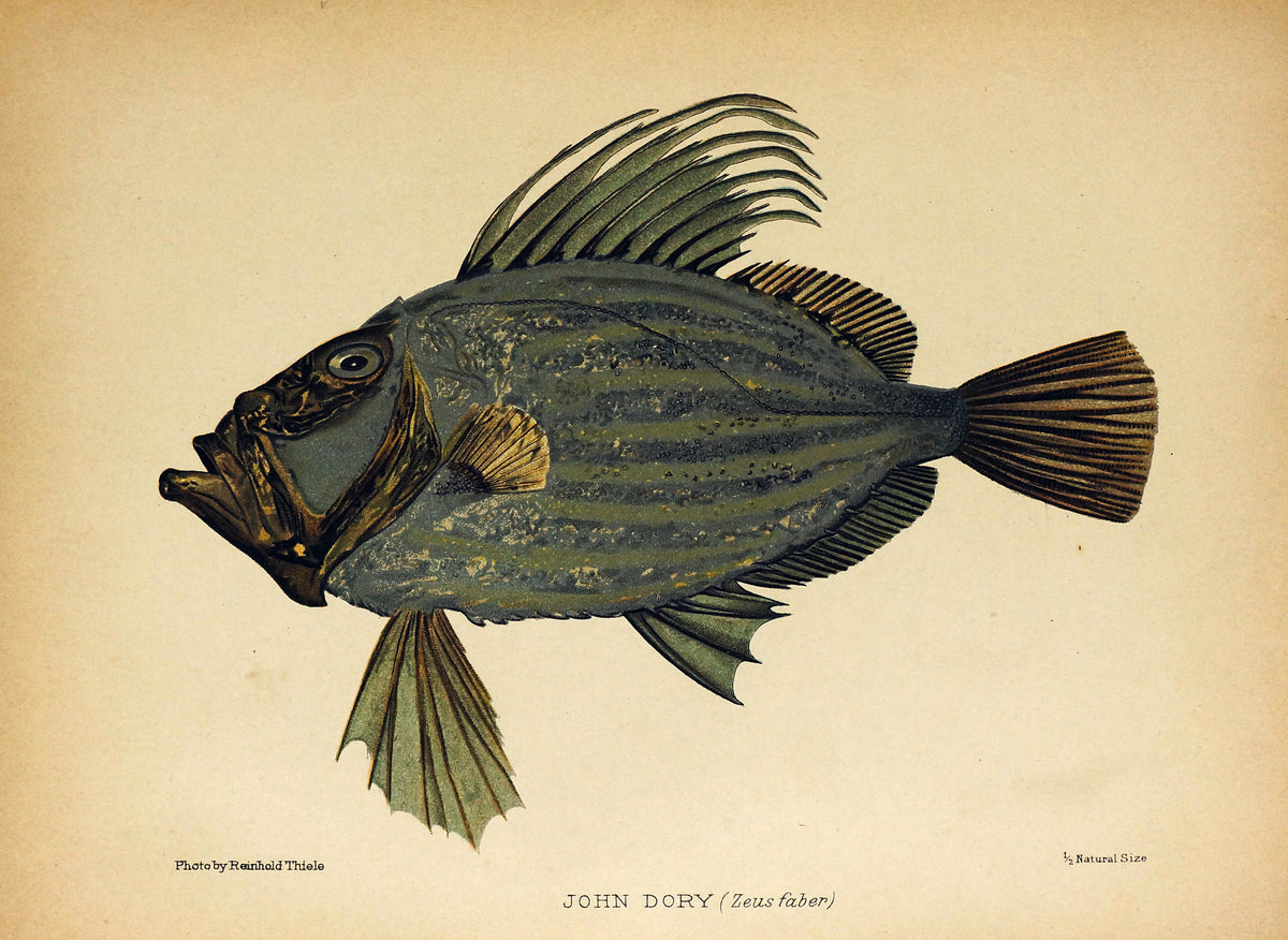 John Dory Salt-Water Fish, Zeus Faber, Antique Print - Authentic Vintage Antique Print