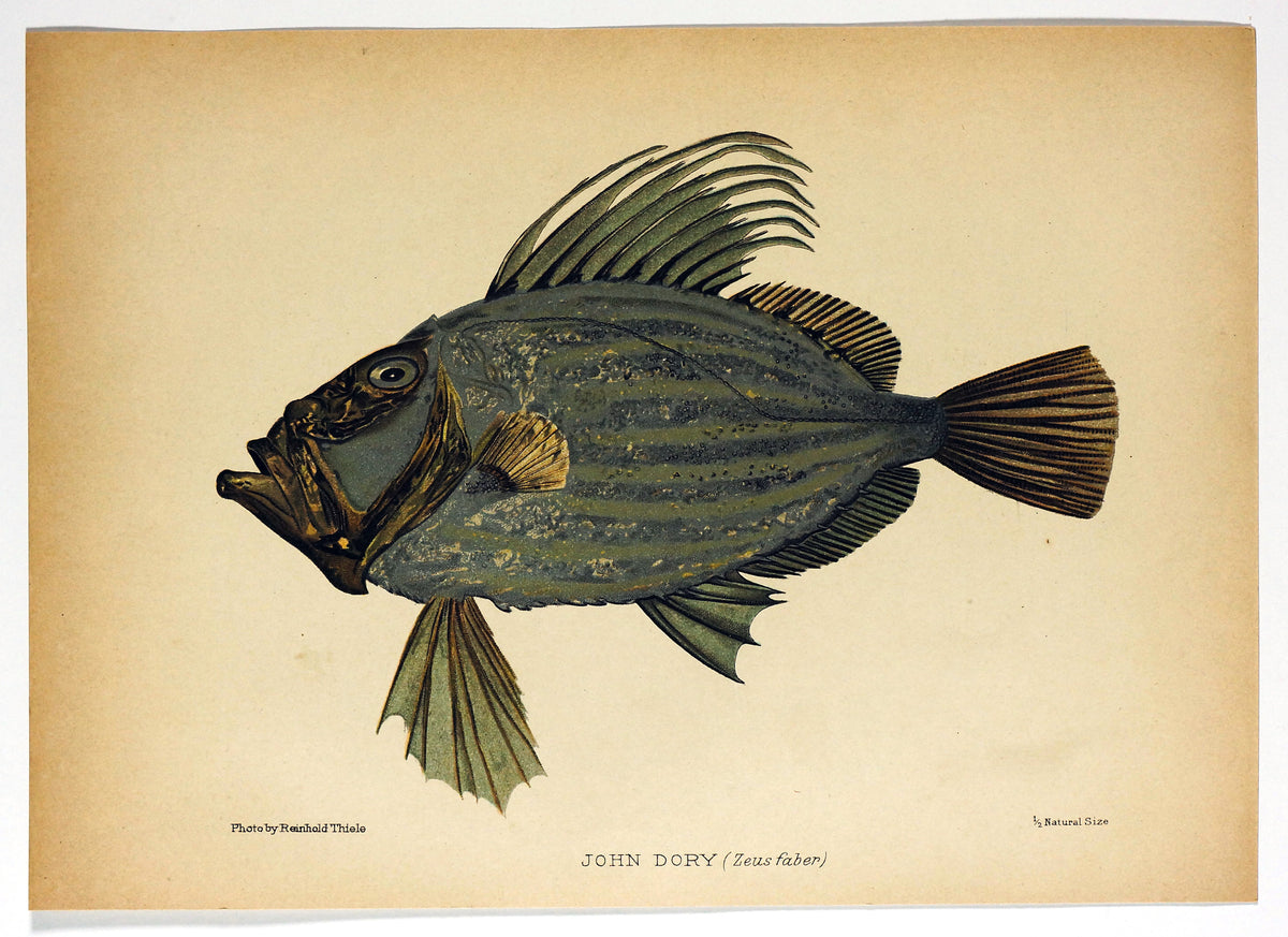 John Dory Salt-Water Fish, Zeus Faber, Antique Print - Authentic Vintage Antique Print