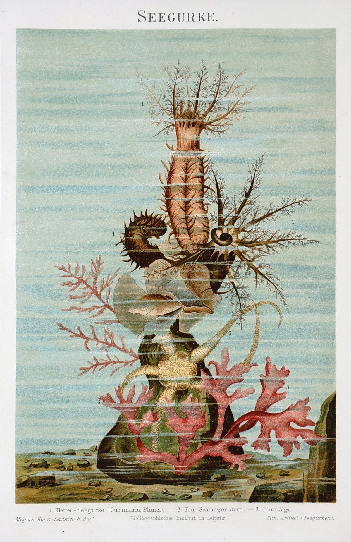 Marine Starfish Sea Cucumber Antique Chromolithograph Print - Authentic Vintage Antique Print