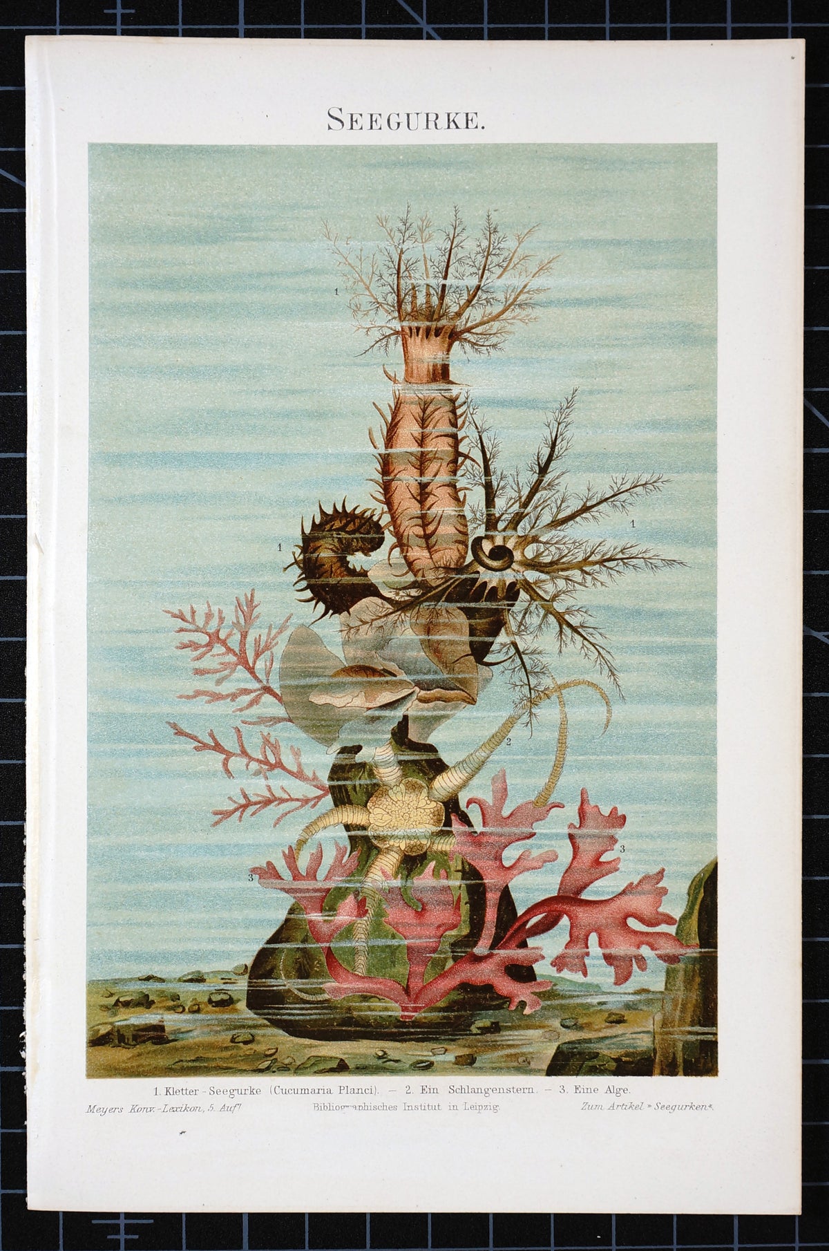 Marine Starfish Sea Cucumber Antique Chromolithograph Print - Authentic Vintage Antique Print