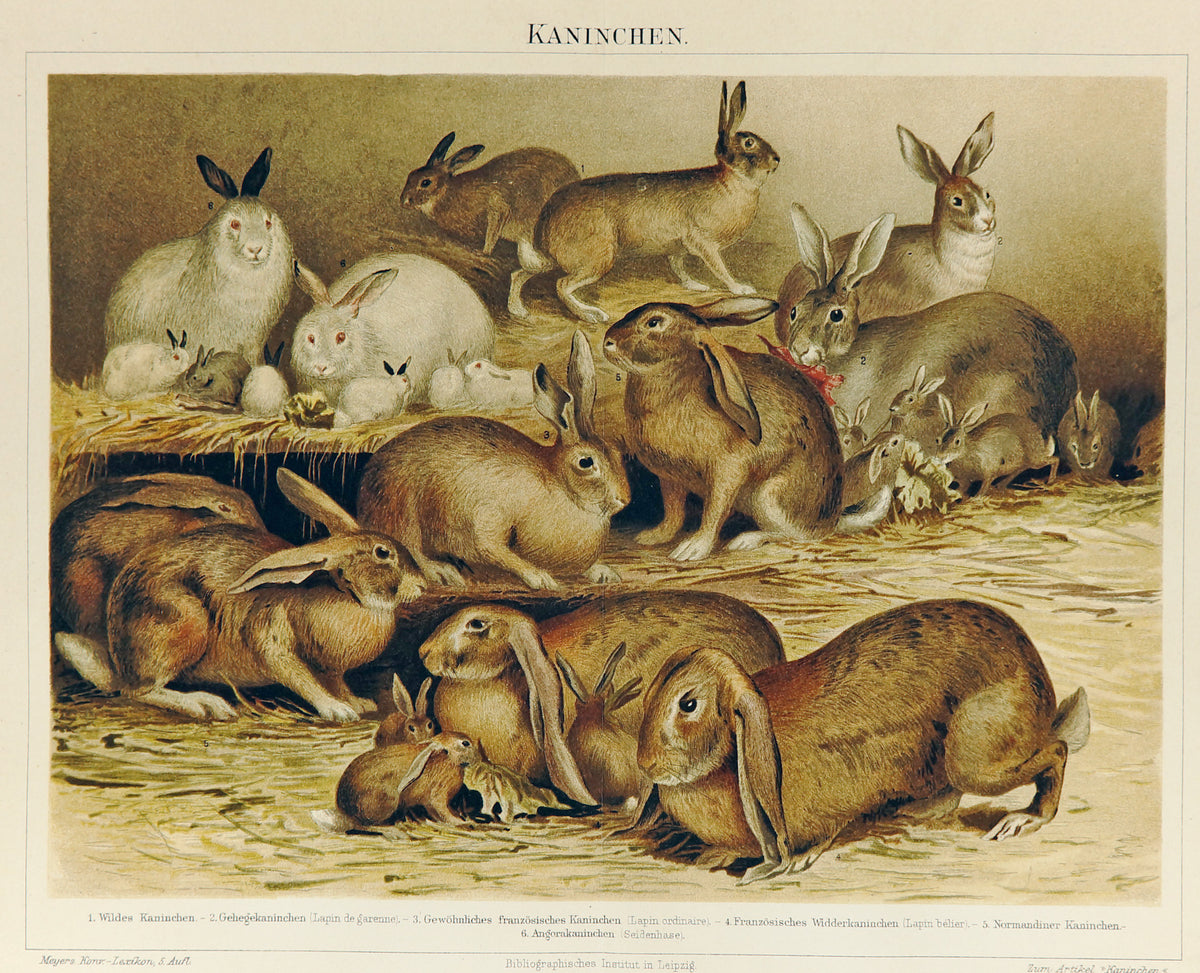 Rabbits Antique Chromolithograph - Authentic Vintage Antique Print