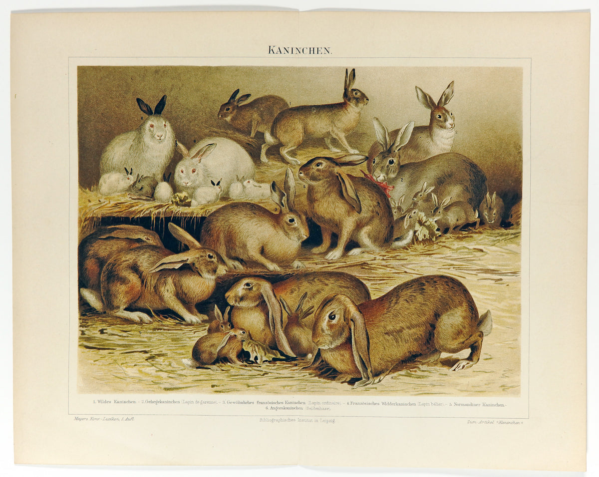 Rabbits Antique Chromolithograph - Authentic Vintage Antique Print