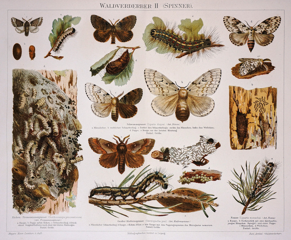 Forest Butterfly, Antique Chromolithograph Print - Authentic Vintage Antique Print