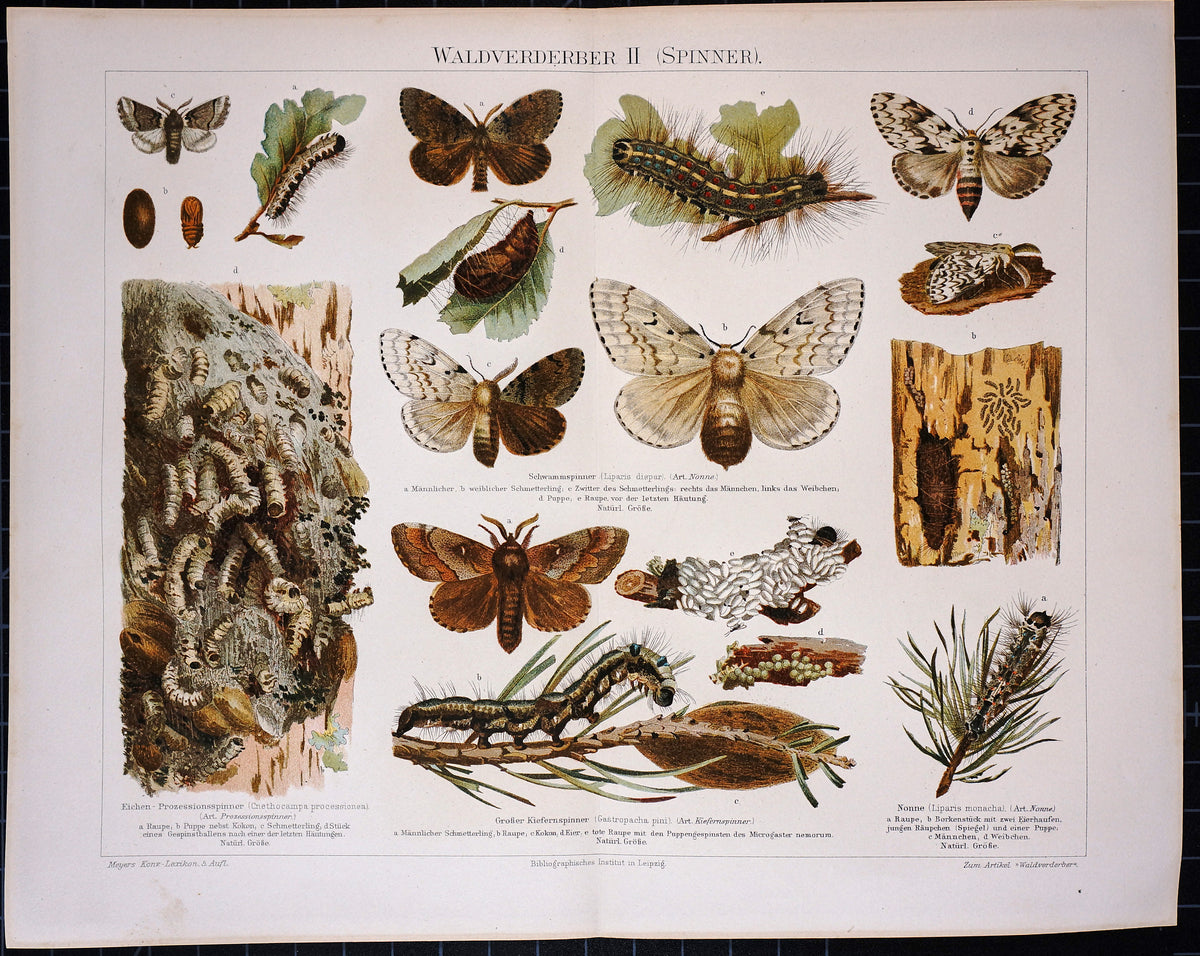 Forest Butterfly, Antique Chromolithograph Print - Authentic Vintage Antique Print