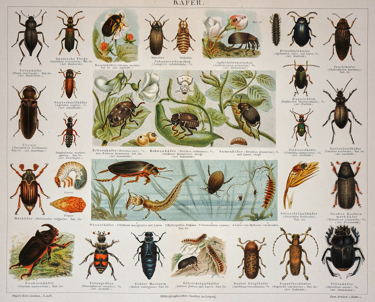 Beetles Antique Chromolithograph Print - Authentic Vintage Antique Print