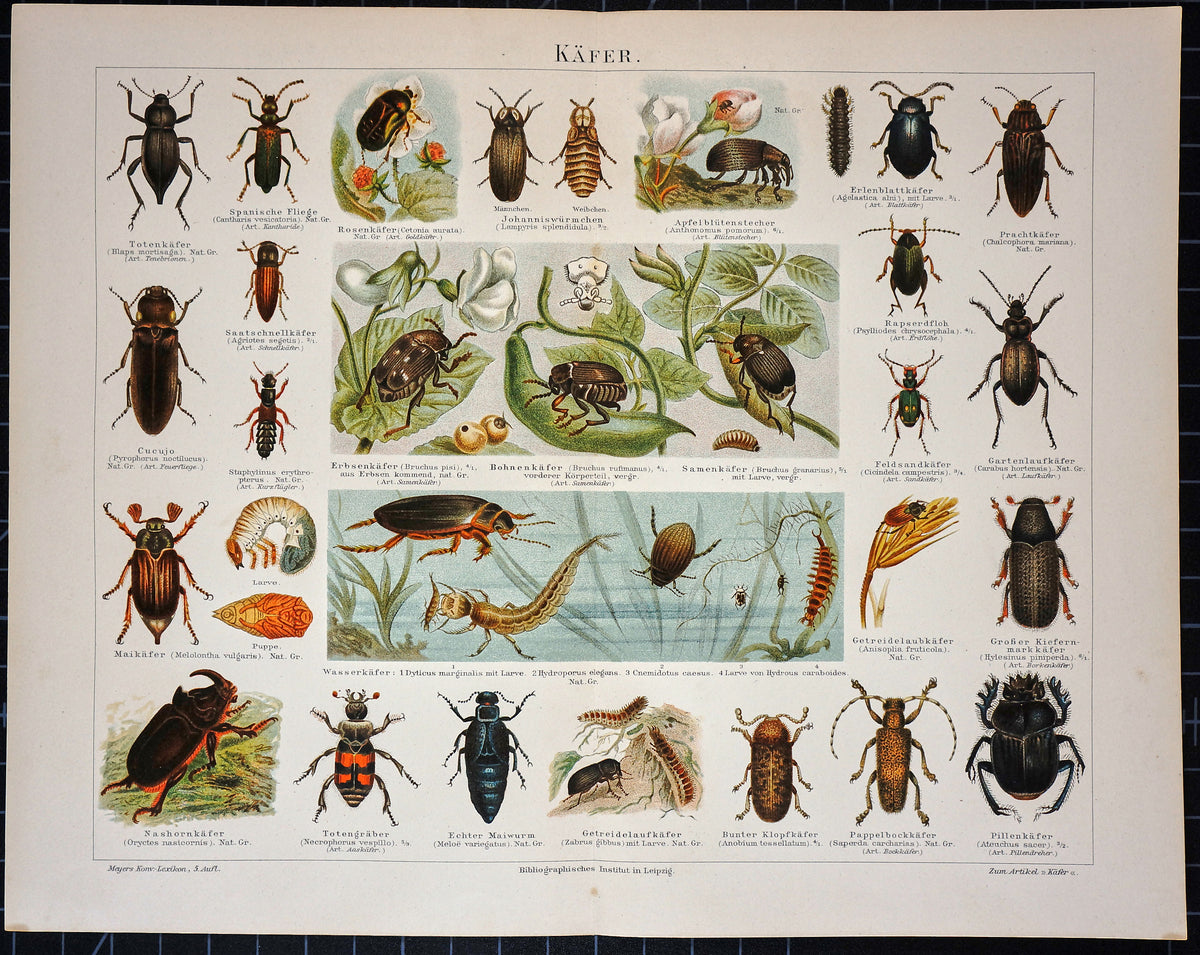 Beetles Antique Chromolithograph Print - Authentic Vintage Antique Print