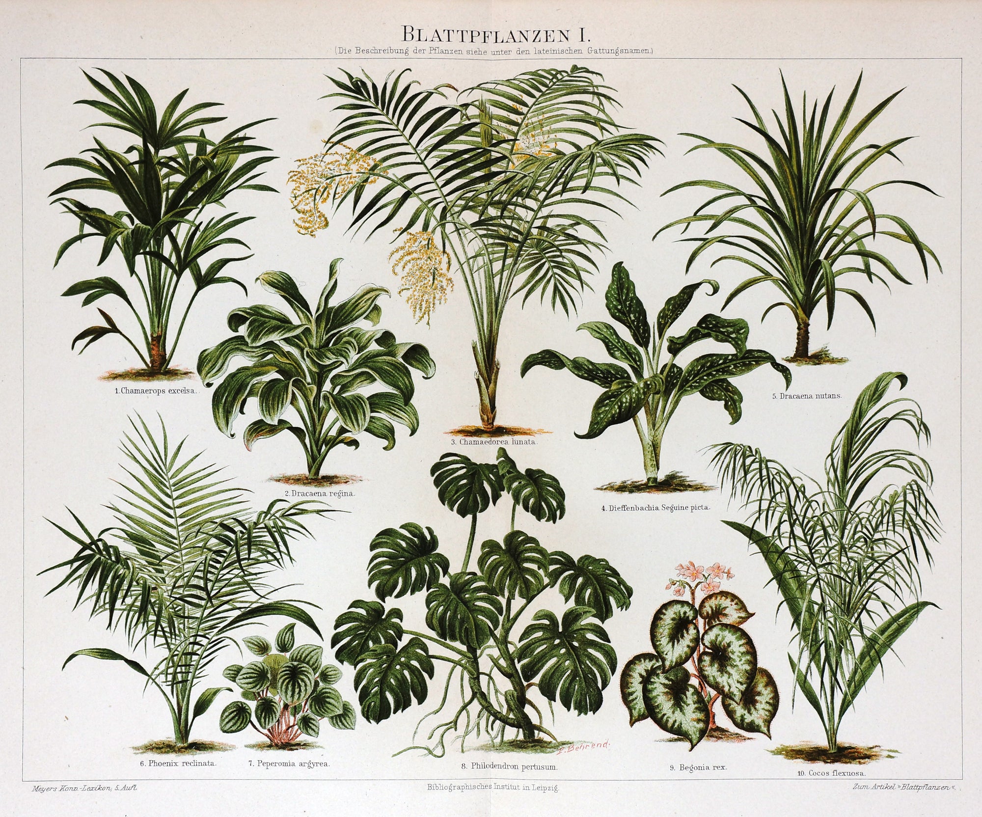 Botanical, Rubber Plants, Palms & Ficus Antique Chromolithograph - Authentic Vintage Poster