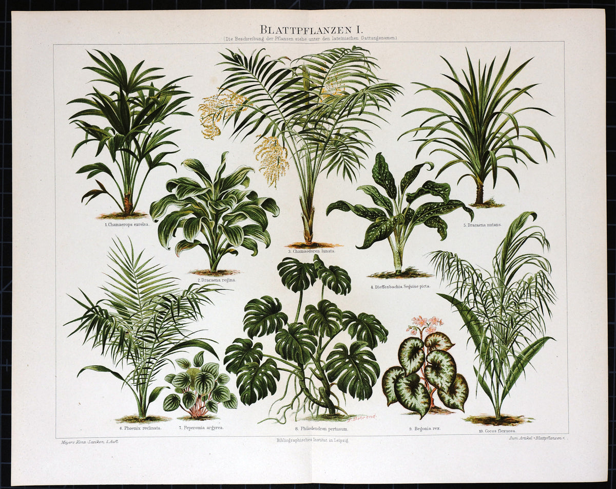 Botanical, Rubber Plants, Palms &amp; Ficus Antique Chromolithograph - Authentic Vintage Poster