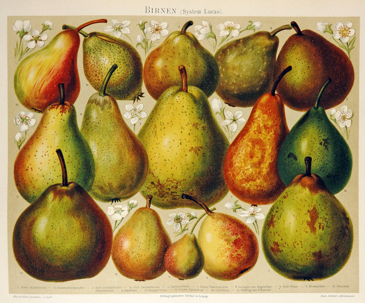 Pears, Fruit- Chromolithograph - Authentic Vintage Antique Print