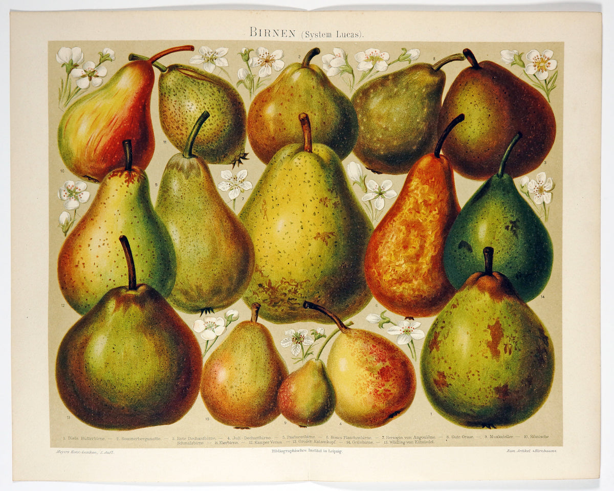 Pears, Fruit- Chromolithograph - Authentic Vintage Antique Print