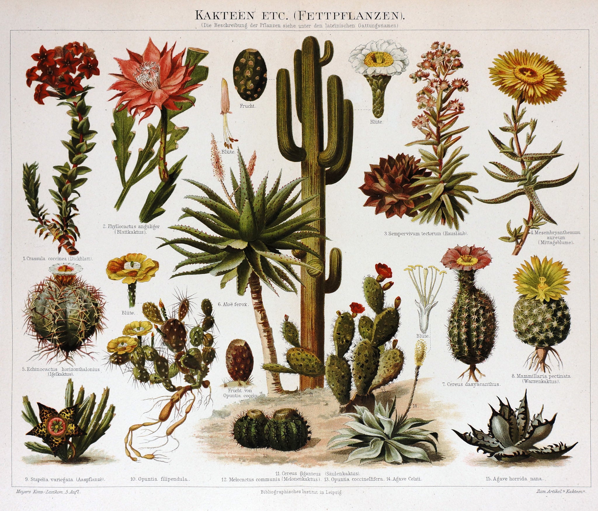 vintage succulent poster Cactus Flowers Antique Chromolithograph- Original Antique Print