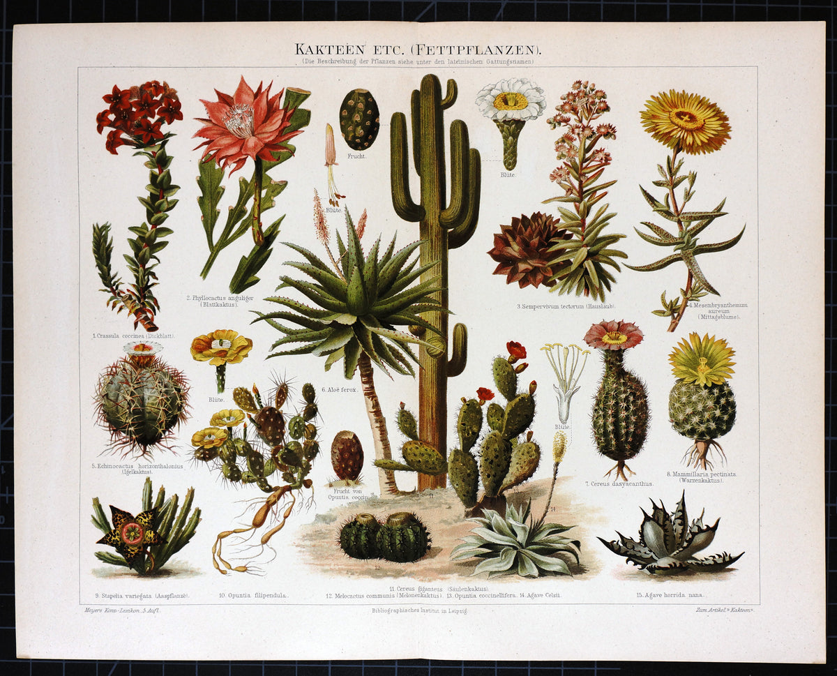 Cactus Flowers Antique Chromolithograph - Authentic Vintage Antique Print