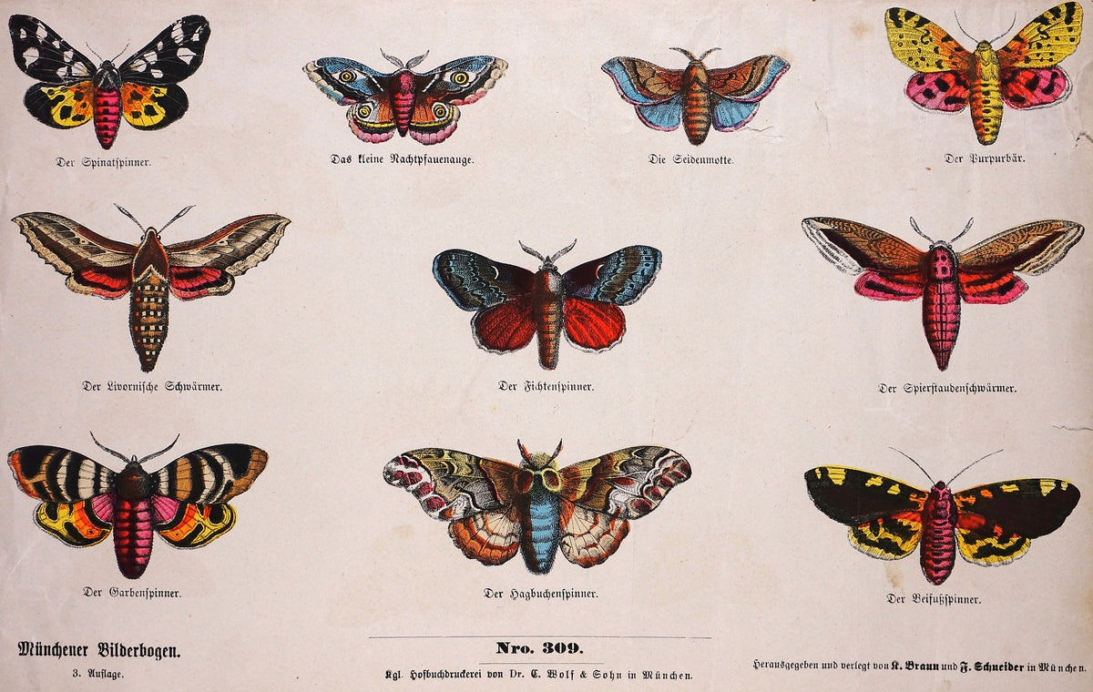 Butterfly &amp; Moth Hand colored Engraving - Authentic Vintage Antique Print
