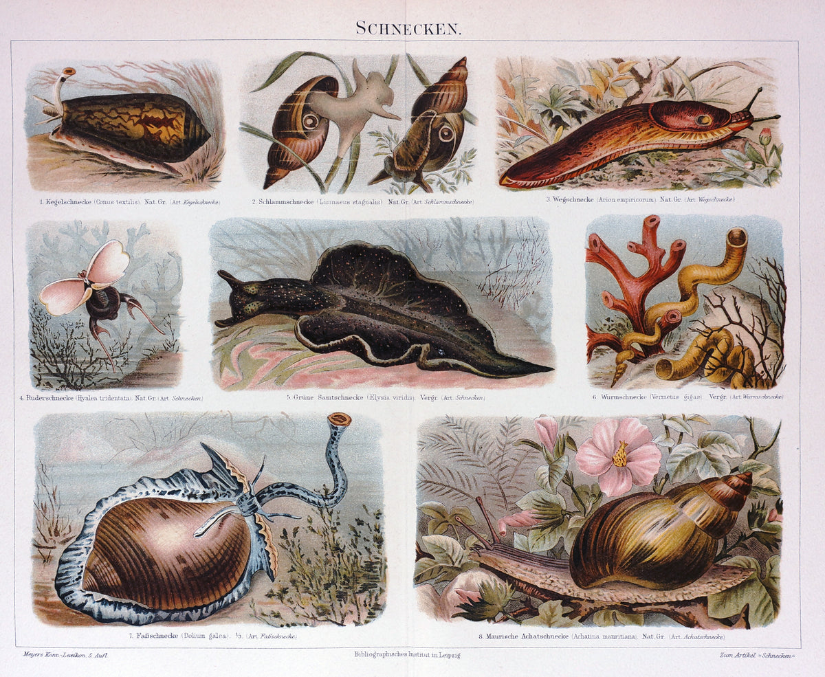 Snails, Slugs, &amp; Shells Antique Chromolithograph - Authentic Vintage Antique Print
