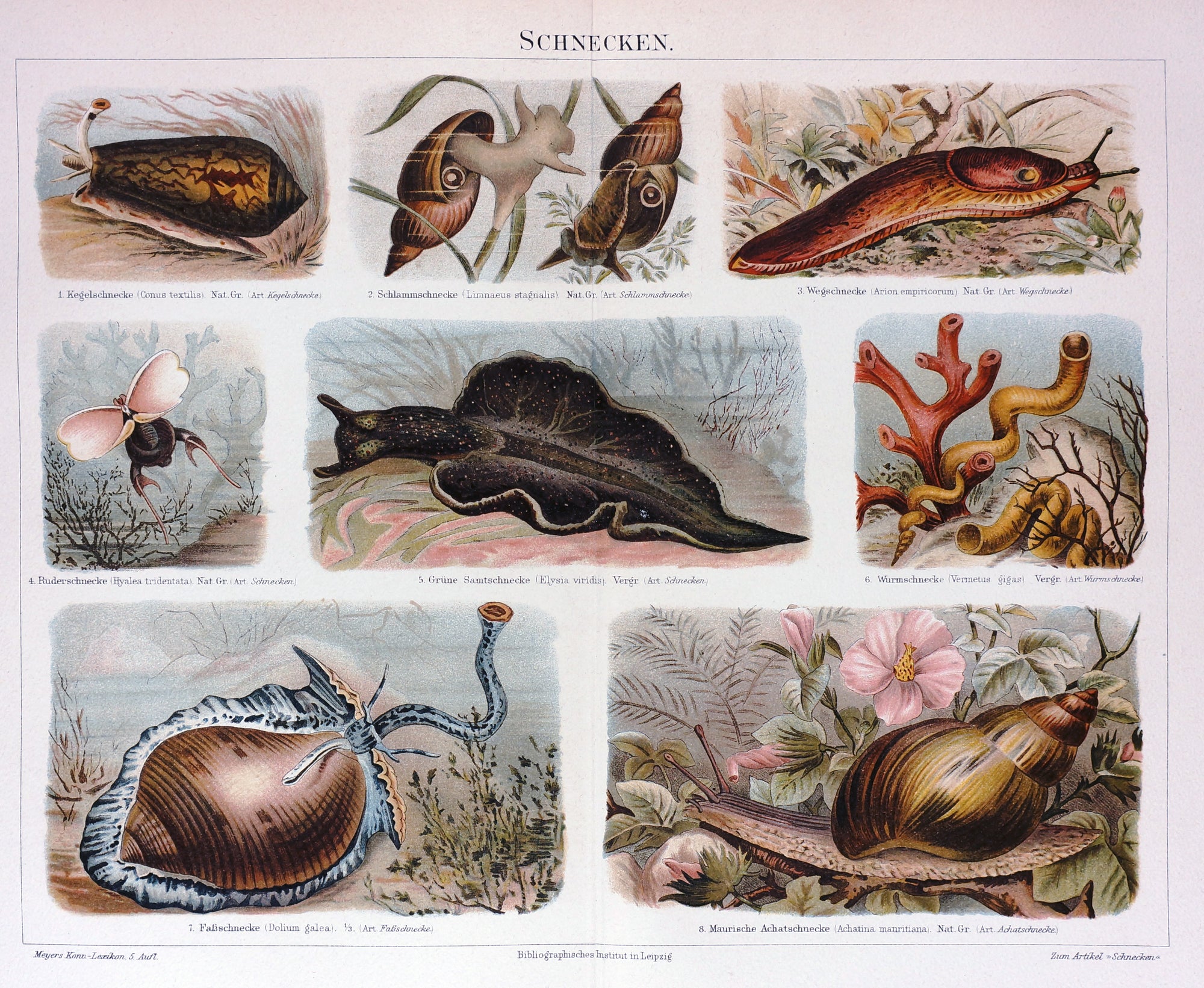 Snails, Slugs, & Shells Antique Chromolithograph - Authentic Vintage Antique Print