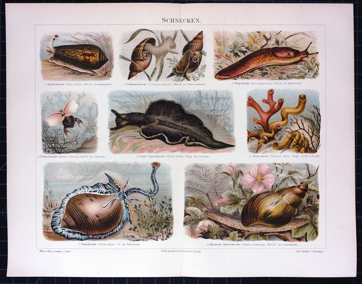 Snails, Slugs, &amp; Shells Antique Chromolithograph - Authentic Vintage Antique Print