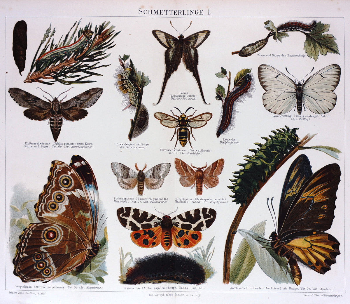 Butterfly, Moth, Antique Chromolithograph - Authentic Vintage Antique Print
