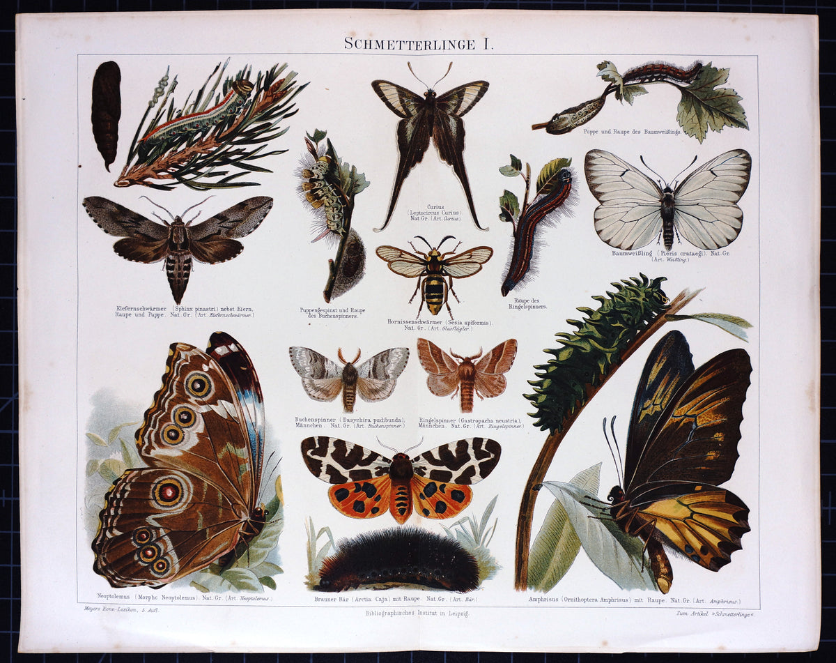 Butterfly, Moth, Antique Chromolithograph - Authentic Vintage Antique Print