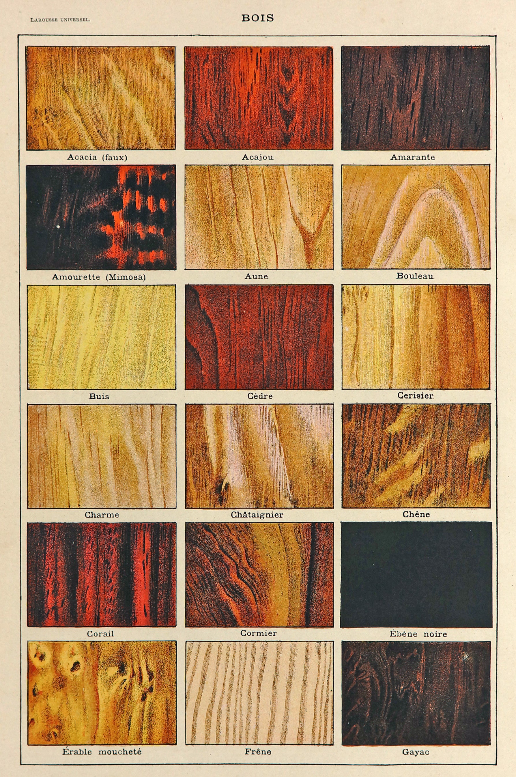 Wood Types, Timber, Carpentry, Antique Chromolithograph - Authentic Vintage Antique Print