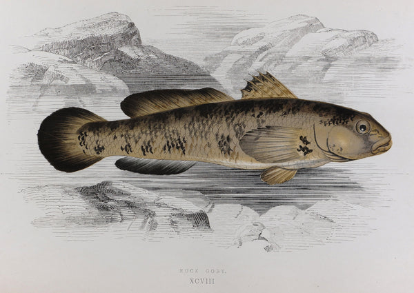 Rock Goby Fish Antique Print, Jonathan Couch - Authentic Vintage Antique Print