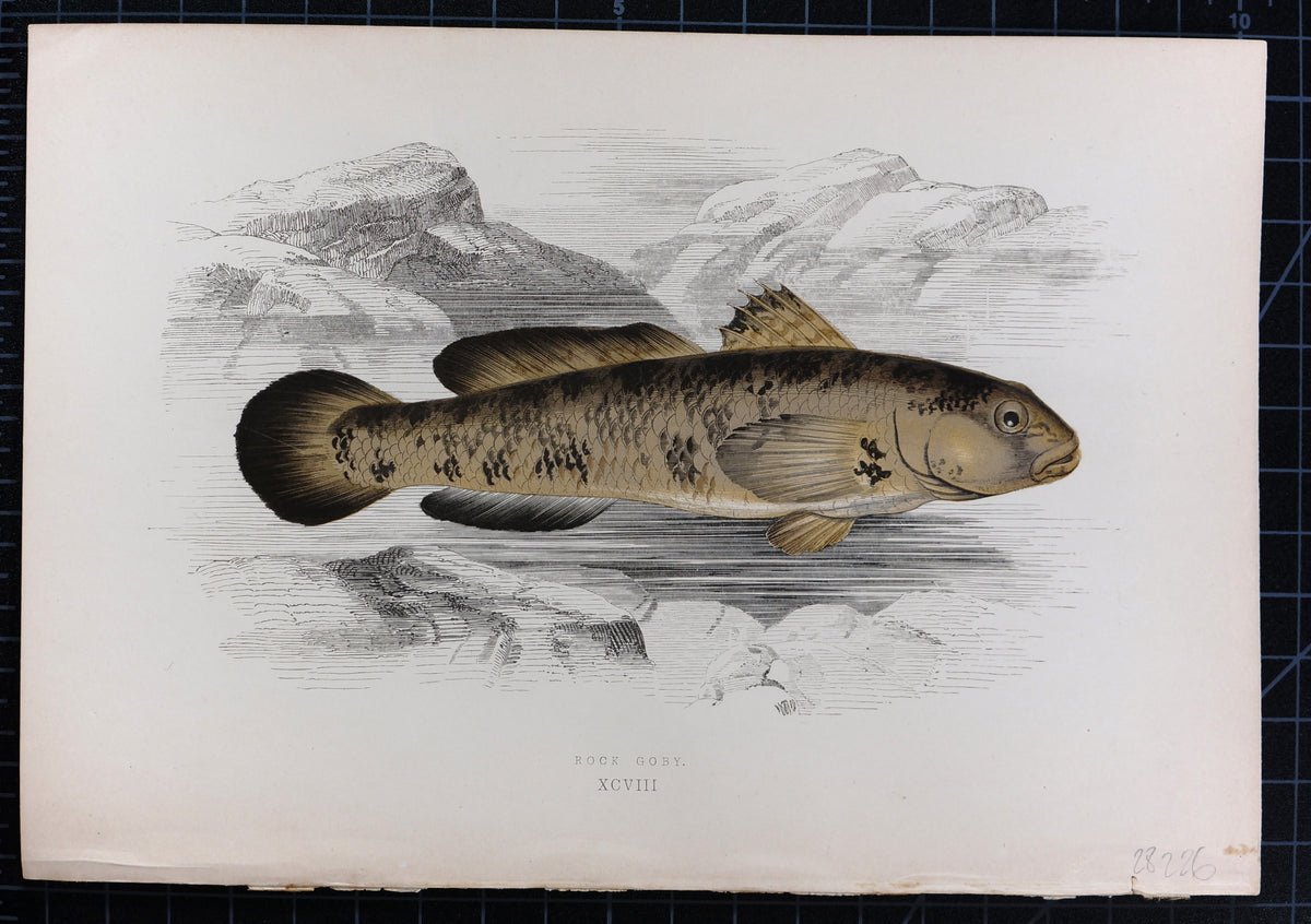 Rock Goby Fish Antique Print, Jonathan Couch - Authentic Vintage Antique Print