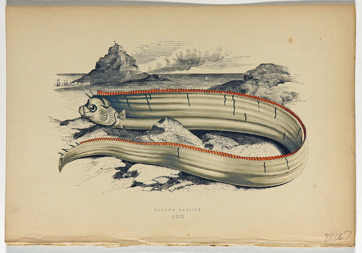 Bank&#39;s Oarfish Antique Print, Jonathan Couch - Authentic Vintage Antique Print