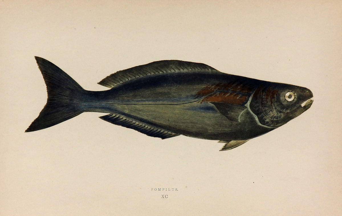 Pompilus Fish Antique Print, Jonathan Couch - Authentic Vintage Antique Print