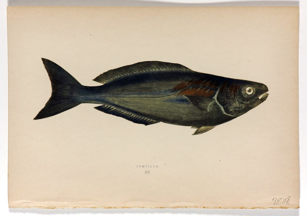 Pompilus Fish Antique Print, Jonathan Couch - Authentic Vintage Antique Print