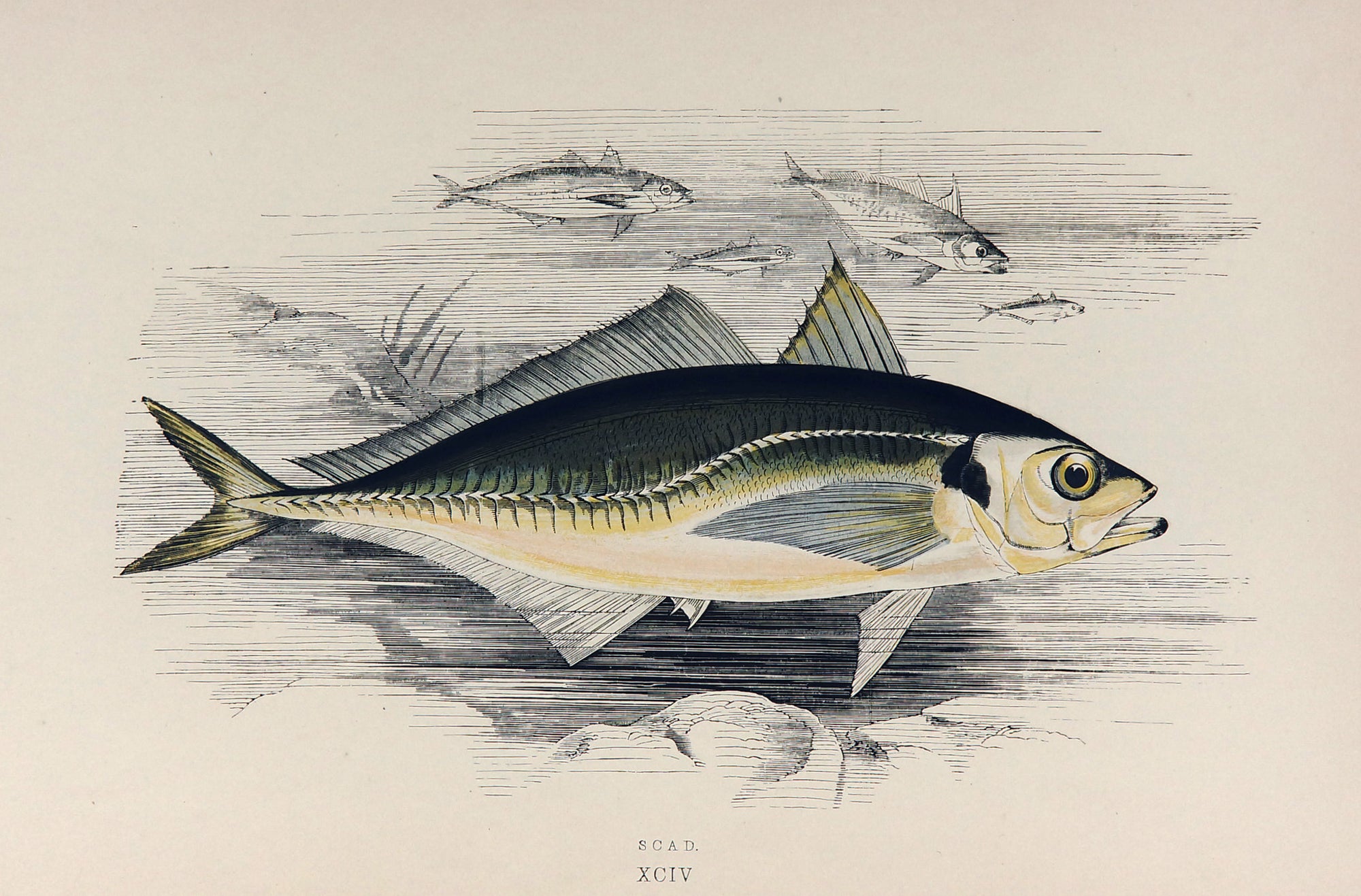 Scad Fish Antique Print, Jonathan Couch - Authentic Vintage Antique Print