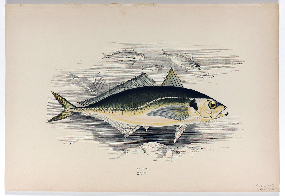 Scad Fish Antique Print, Jonathan Couch - Authentic Vintage Antique Print