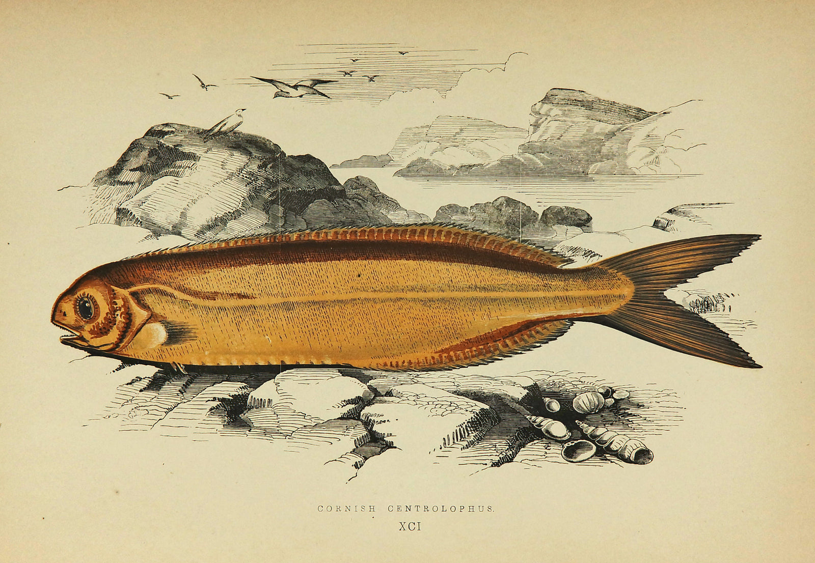 Cornish Centrolophus Antique Print, Jonathan Couch - Authentic Vintage Antique Print