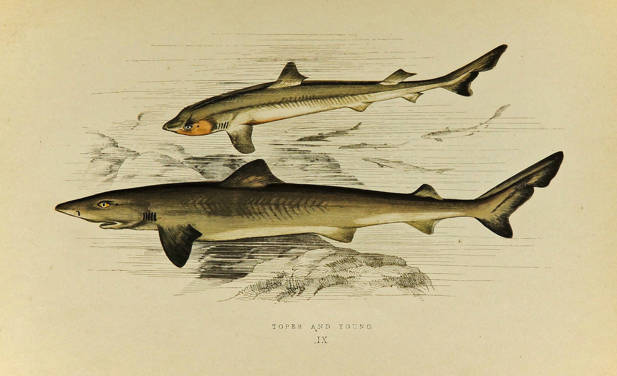 Toper and Young Fish Antique Print, Jonathan Couch - Authentic Vintage Antique Print