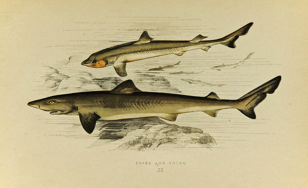 Toper and Young Fish Antique Print, Jonathan Couch - Authentic Vintage Antique Print