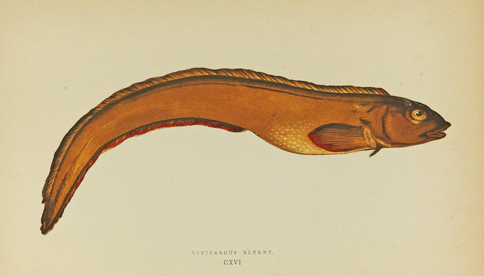 Viviparpus Blenny Fish Antique Print, Jonathan Couch - Authentic Vintage Antique Print