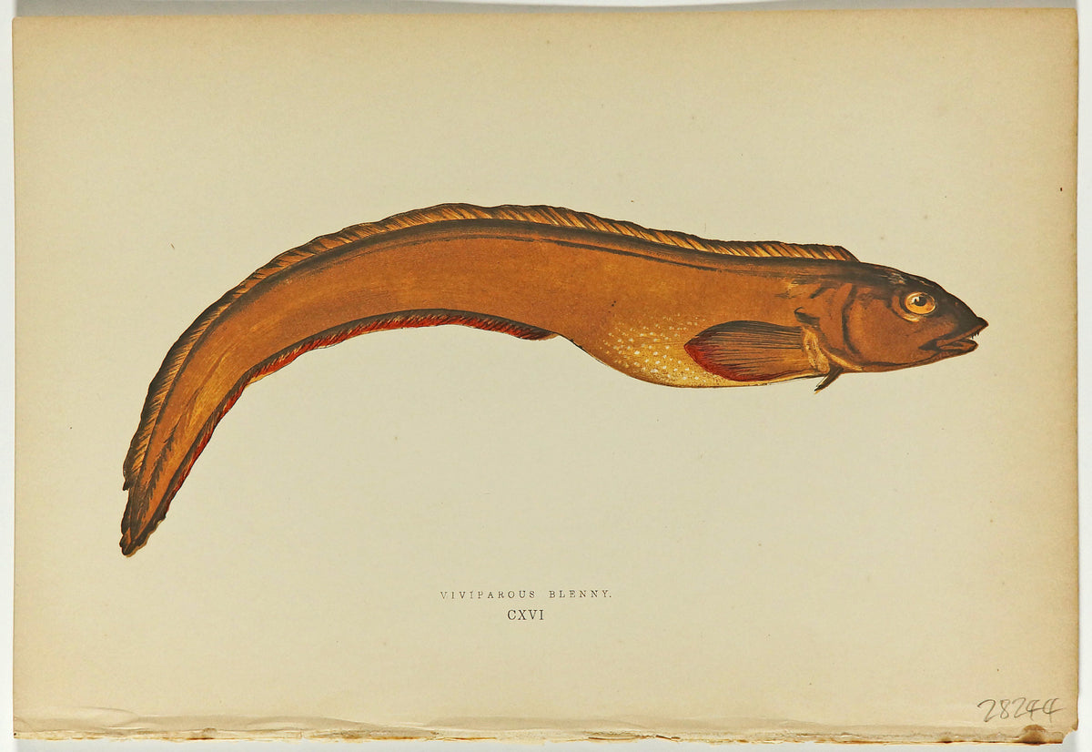 Viviparpus Blenny Fish Antique Print, Jonathan Couch - Authentic Vintage Antique Print