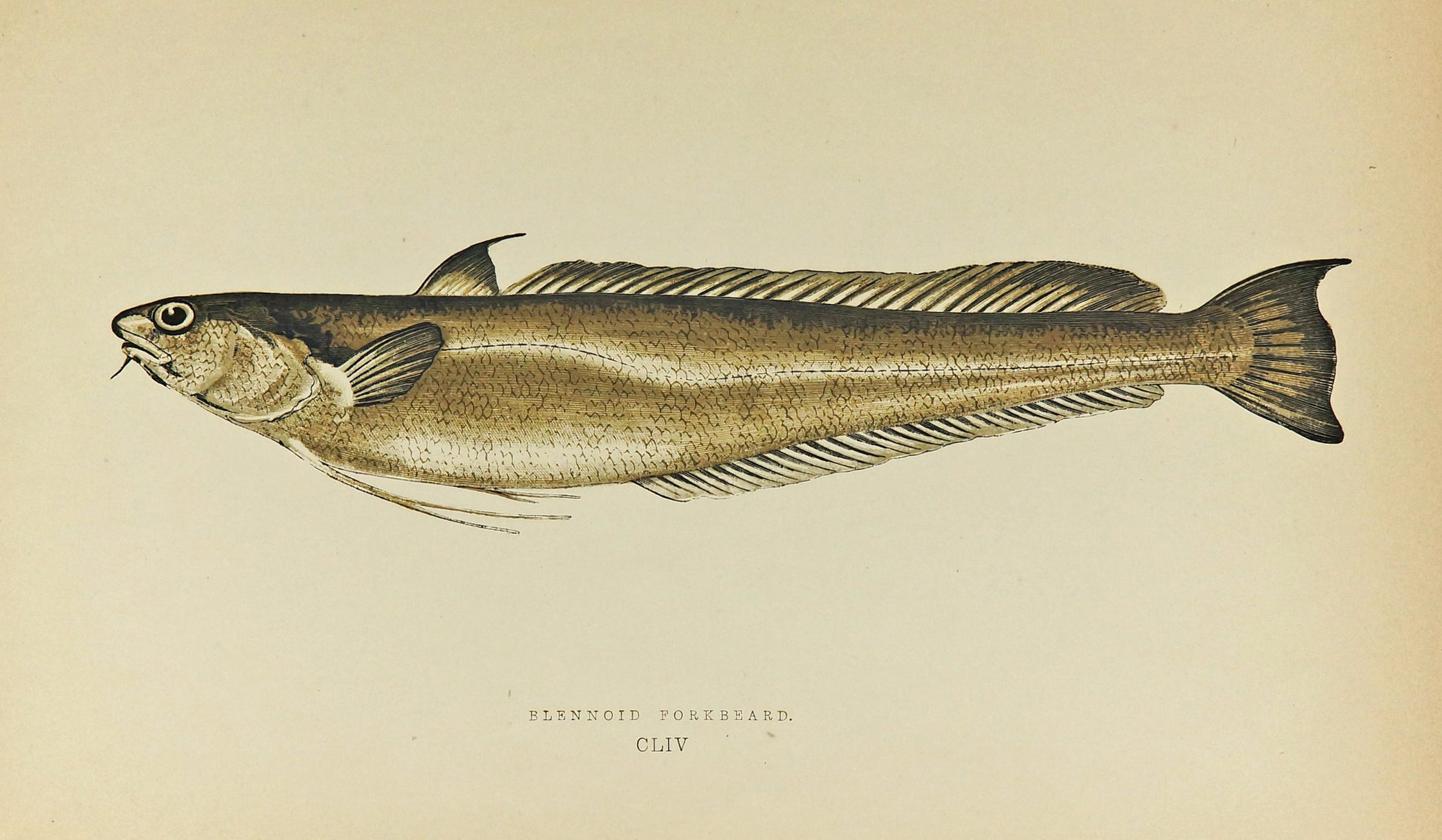 Blennoid Forkbeard Fish Antique Print, Jonathan Couch - Authentic Vintage Antique Print