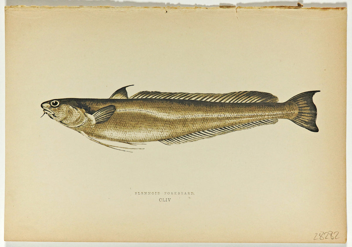 Blennoid Forkbeard Fish Antique Print, Jonathan Couch - Authentic Vintage Antique Print
