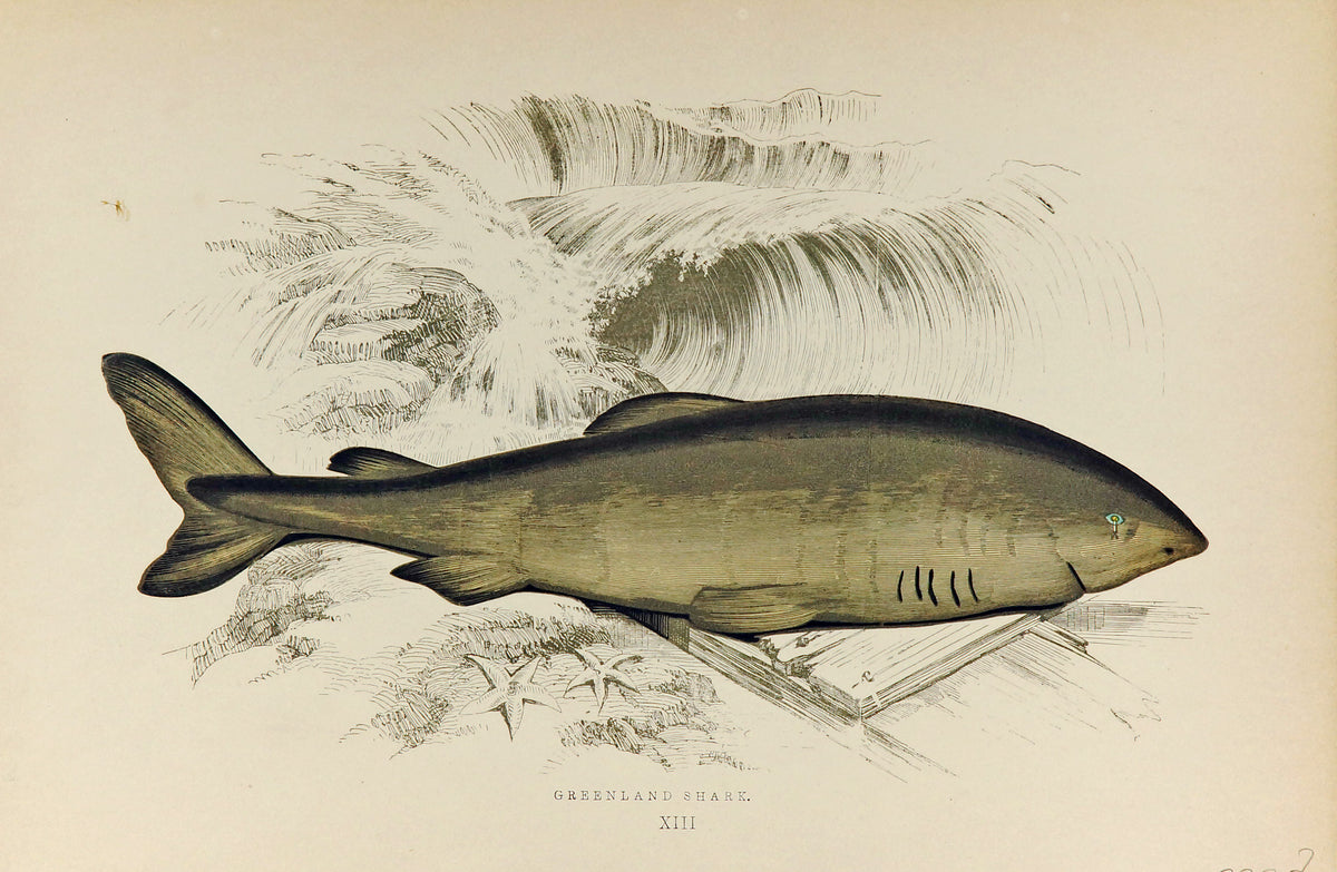 Greenland Shark Antique Print, Jonathan Couch - Authentic Vintage Antique Print