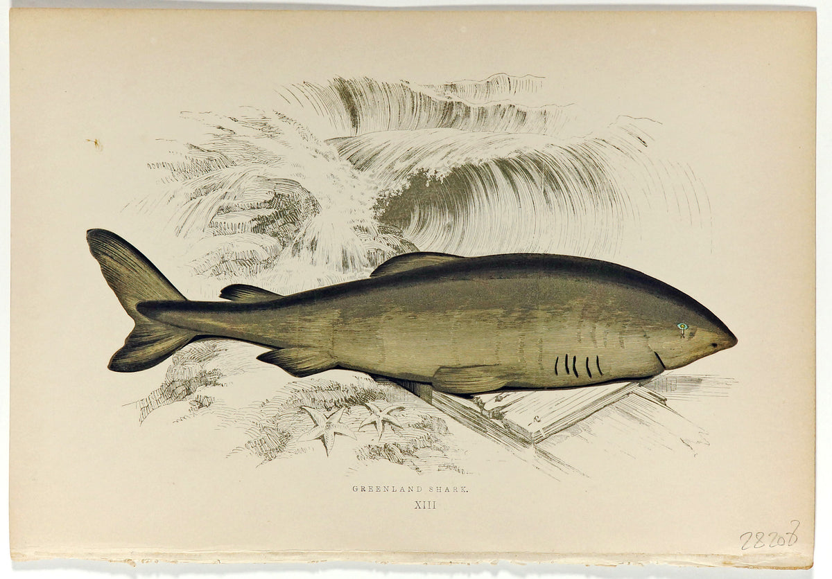 Greenland Shark Antique Print, Jonathan Couch - Authentic Vintage Antique Print