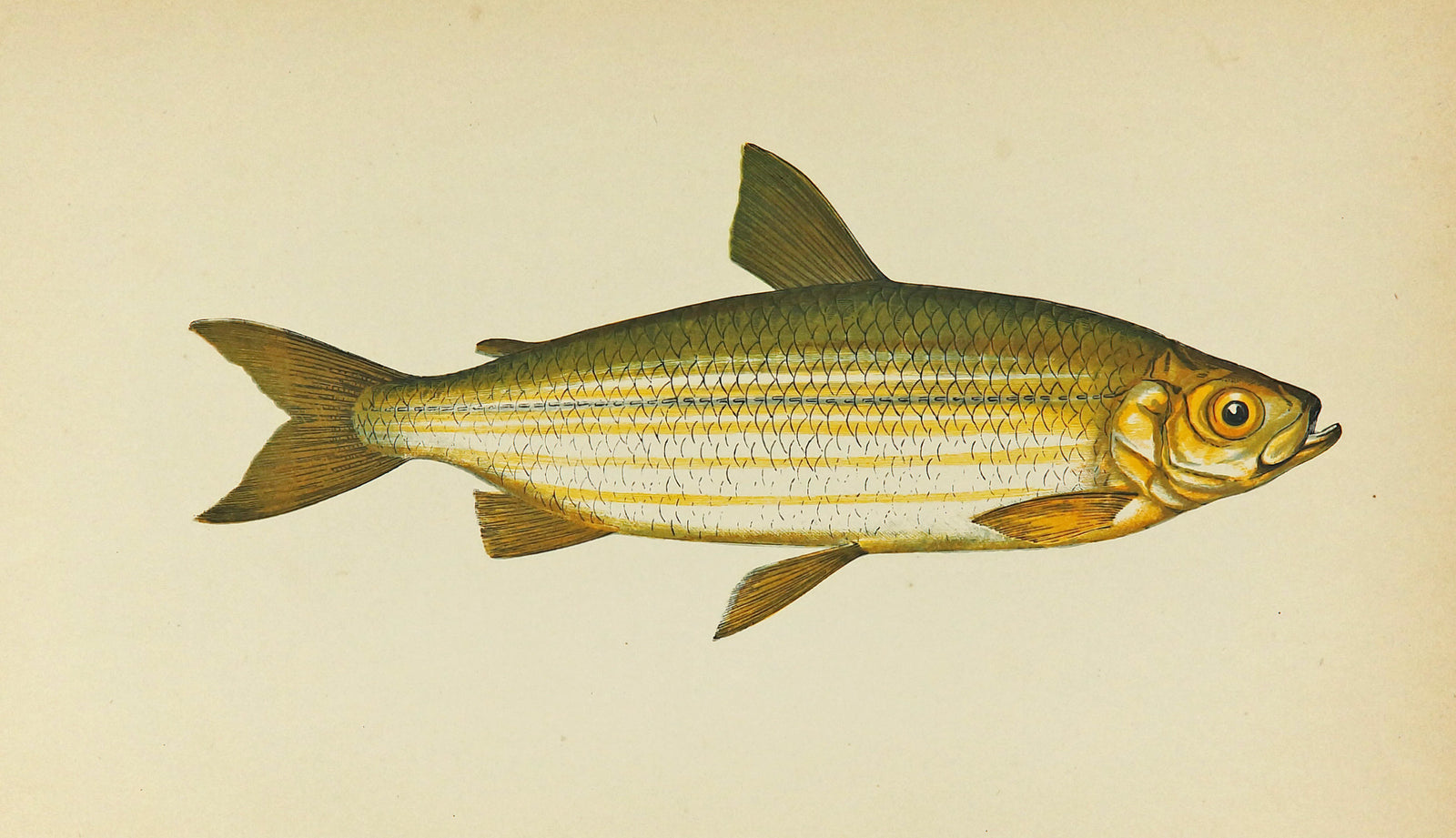 Vendace Fish Antique Print, Jonathan Couch - Authentic Vintage Antique Print